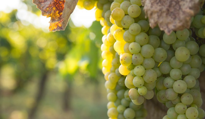 La agricultura del vino apuesta por la alta precisión incorporando drones